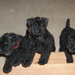 Kerry Blue Terriers from Cavan Kerry Blues