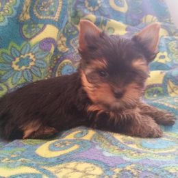 Yorkshire Terriers from Kay's Yorkshire Terriers
