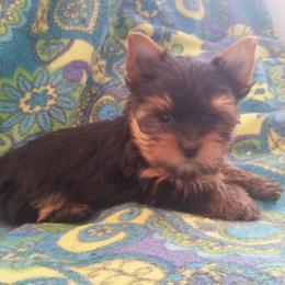 Yorkshire Terriers from Kay's Yorkshire Terriers