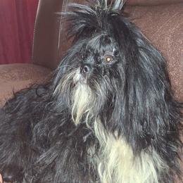 Boy 2 - Black and white male Shih Tzu puppy in Birmingham, Alabama from K&D kennels