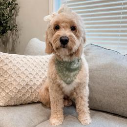 Darla - Goldendoodle