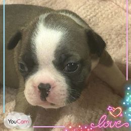 Paris - Seal and white Boston Terrier puppy in Nottingham, New Hampshire from Brenda Wilber’s Bostons