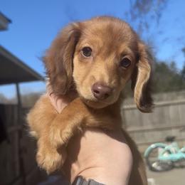 Kiba - Chocolate male Dachshund puppy in Denham Springs, Louisiana from Rockin’ with Dachshunds
