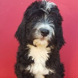 Sapphire - Tri-color female Bernedoodle puppy in Mesa, Arizona from Cookies and Cream Doodles