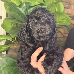 Amber - Black female Cavapoo puppy in Sun City, Arizona from AZ Cavapoos
