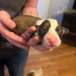 Boy 4 - White and red male Pembroke Welsh Corgi puppy in Chubbuck, Idaho from Sunny J Corgis and Mini Americans