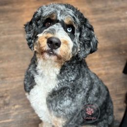 Sully - Bernedoodle