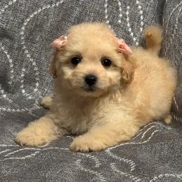 Luna - Apricot female Maltipoo puppy in Bakersfield, California from Silvia's Maltipoos