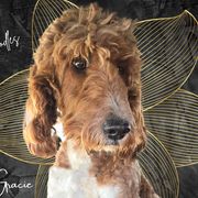 Gracie - Irish Doodle