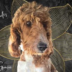 Gracie - Irish Doodle
