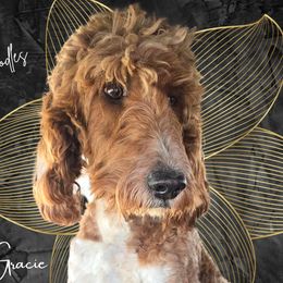 Gracie - Irish Doodle