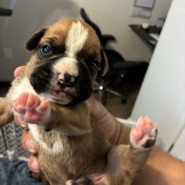 Simon - Fawn male Boxer puppy in Arkansas from Esquivel Boxers