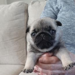 Grey collar male - Fawn male Pug puppy in Saint Helens, Oregon from Ebert Golden Retrievers & Pugs