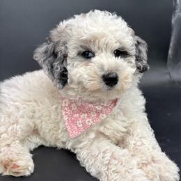 Parsley - Blue merle female Aussiedoodle puppy in Lake City, Florida from North Florida Poodles and Doodles