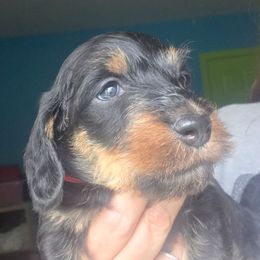 Black and tan wire boy red collar - Black and tan male Dachshund puppy in Declo, Idaho from Dozendachs