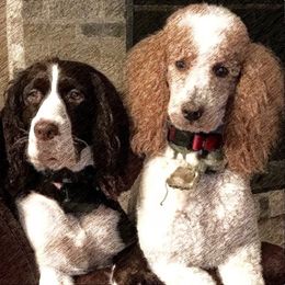 "Sadie & Buddy Bear" English Springer Spaniel, Poodle, and Springerdoodle All Grown Up from SpringerDoodles at the Beach