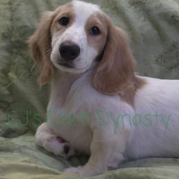 Big Brother 2500 - Cream male Dachshund puppy in Gatesville, Texas from CJ's Dach Dynasty