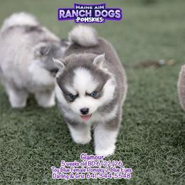 Glamour - Blue female Pomsky puppy in Humeston, Iowa from M.A.R. Dogs