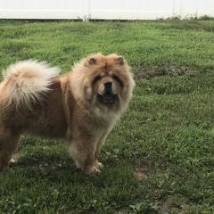 I’shi - Chow Chow