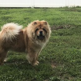 I’shi - Chow Chow