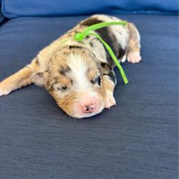 Jax - Blue merle male Australian Shepherd puppy in Jacksonville, Florida from Autumn's Aussies