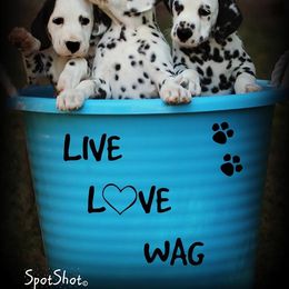 Dalmatian Puppies from Spothaven Dalmatians