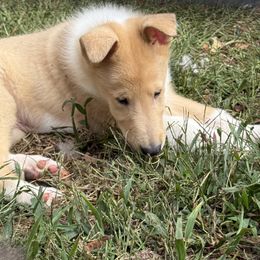 Boy 4 - Sable merle and white male Collie puppy in Roaring Brook Twp, Pennsylvania from Denby Berger Picards and Collies