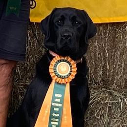 Delta - Labrador Retriever