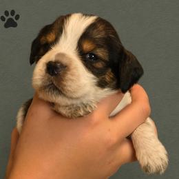 Sparrow - Black white and tan female English Springer Spaniel puppy in Fort White, Florida from Thunderbird Springers