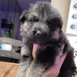 Green - Black and red male German Shepherd puppy in Coatesville, Pennsylvania from Jessica's German Shepherds