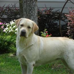 Labrador Retriever All Grown Up from Mill Stream Labradors