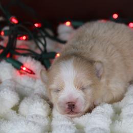 AKC Olive - Cream female Pomeranian puppy in Albany, Indiana from Hatz Off Puppies