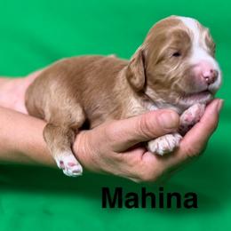 Mahina - Caramel female Australian Labradoodle puppy in Alamo, Texas from QuiSal Labradoodles