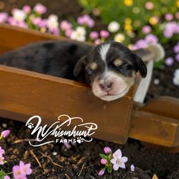 Dotty's Dapple n cream 2650 - Dapple female Dachshund puppy in Nashville, Arkansas from Whisenhunt Farms