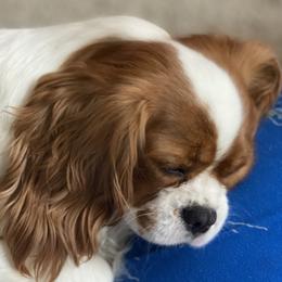 Luna - Cavalier King Charles Spaniel
