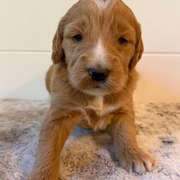 No Collar Girl - Apricot female Goldendoodle puppy in San Augustine, Texas from Vintage Doodles