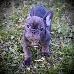 Boston Terrier and French Bulldog Puppies from Blaze Of Glory Bostons & Frenchies
