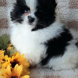 Pomeranians from Perennial Poms