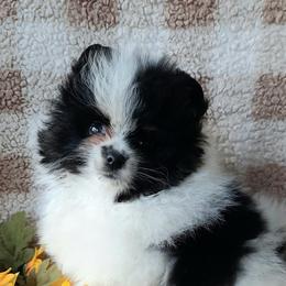 Pomeranians from Perennial Poms
