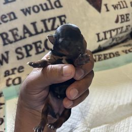 Female 1 - Blue and gold female Yorkshire Terrier puppy in Pomona, California from Carbajal Yorkshire Terriers