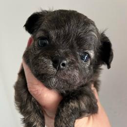 Sprout - Fawn brindled black male Chihuahua puppy in Coweta, Oklahoma from Green Country Chihuahuas