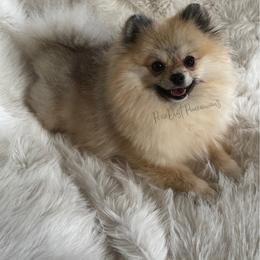 Pixie - Cream sable female Pomeranian puppy in Richmond, Kentucky from Pixie Dust Pomeranians