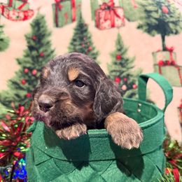 Green - male Golden Mountain Doodle puppy in Redding, California from O’Hara  Doodles