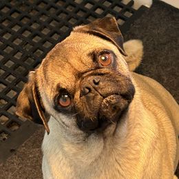 Stella - Pug