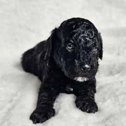 Poodle Puppies from Pure Parti Poodles