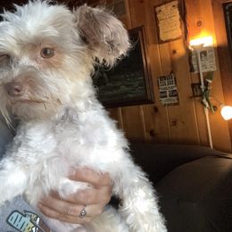 Biscuit - Yorkshire Terrier