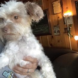 Biscuit - Yorkshire Terrier