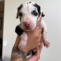 Red collar - Harlequin female Great Dane puppy in Salem, Oregon from Sahara’s Danes