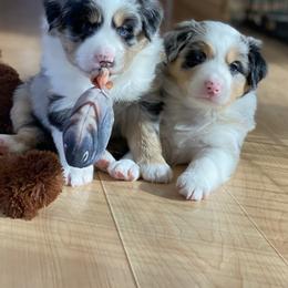 Australian Shepherd Puppies from Echolight Australian Shepherds