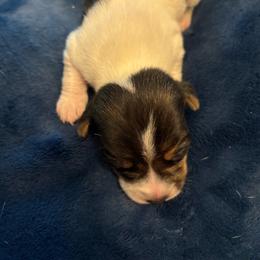 Male 2 - Tri-color male Jack Russell Terrier puppy in Centerville, Pennsylvania from Rose Haven Farm
